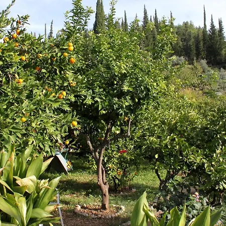 With Wifi Trsteno, Dubrovnik - 4746